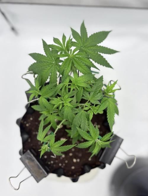 Gropro 3.0. Week 4