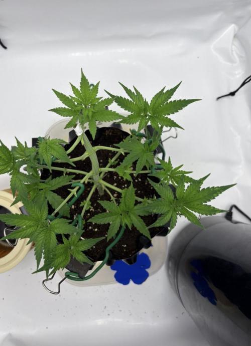 Biscotti Zkittlez - 00Seedbank. Week 5 - Versehentlich getoppt