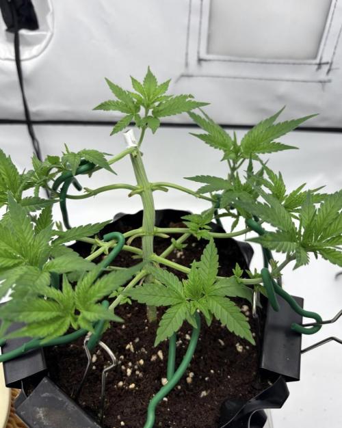 Biscotti Zkittlez - 00Seedbank. Week 5