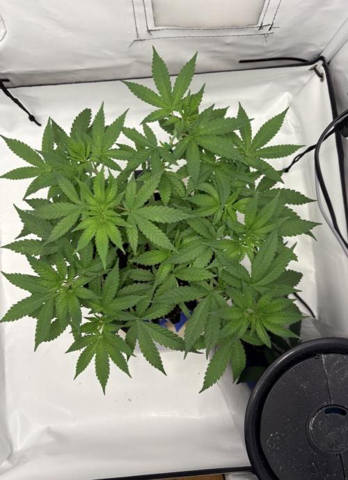 Biscotti Zkittlez - 00Seedbank. Week 6