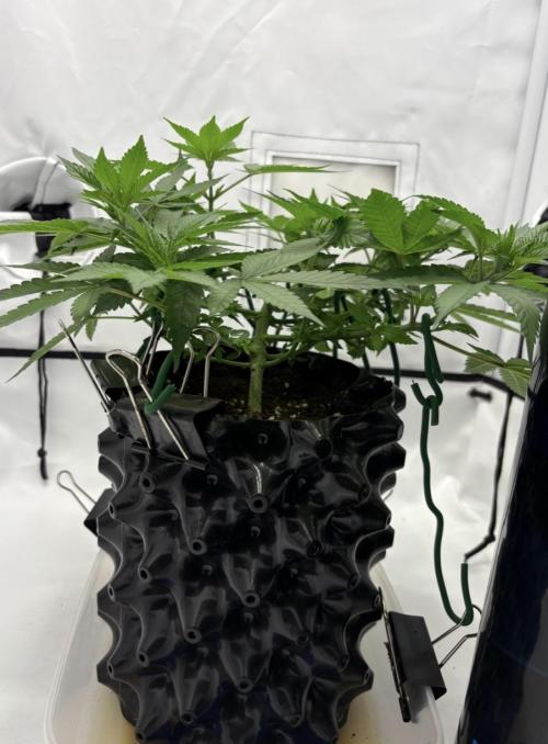 Biscotti Zkittlez - 00Seedbank. Week 6