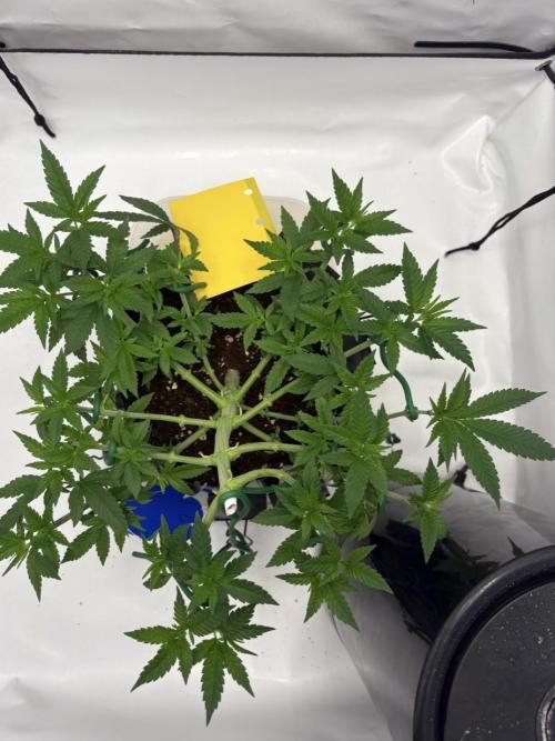 Biscotti Zkittlez - 00Seedbank. Week 7