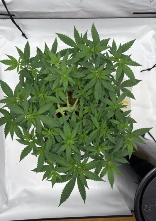 Biscotti Zkittlez - 00Seedbank. Week 8