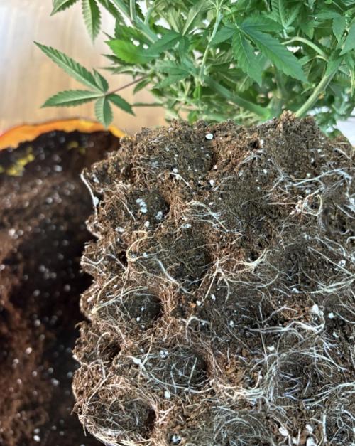 Biscotti Zkittlez - 00Seedbank. Week 8