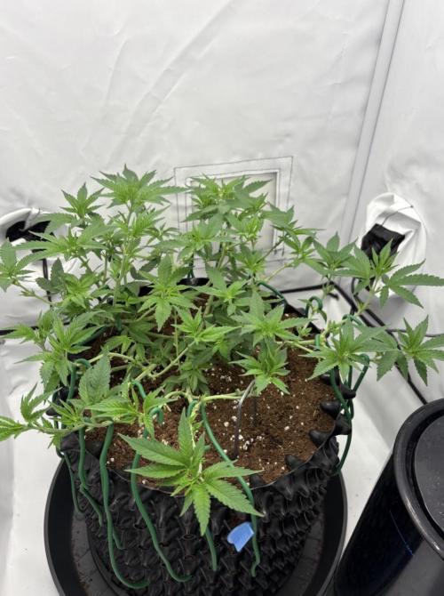 Biscotti Zkittlez - 00Seedbank. Week 8