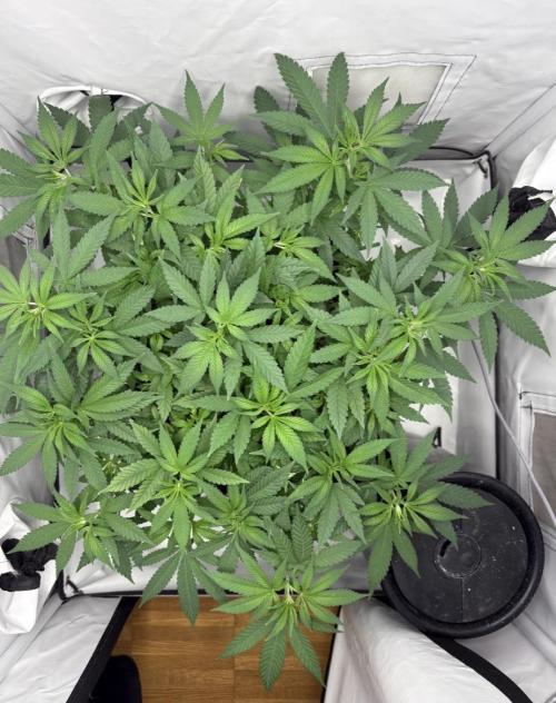 Biscotti Zkittlez - 00Seedbank. Week 9
