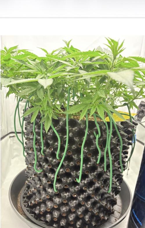 Biscotti Zkittlez - 00Seedbank. Week 9