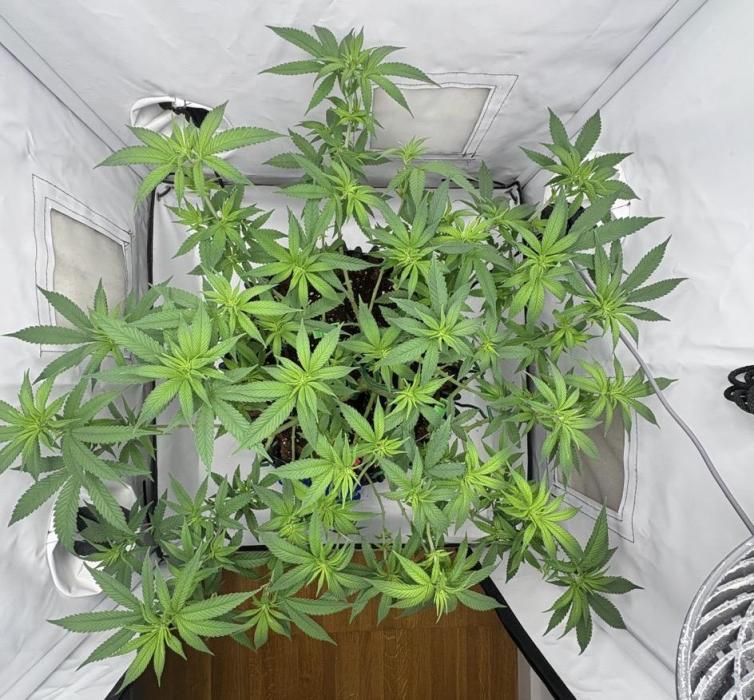 Biscotti Zkittlez - 00Seedbank. Week 10