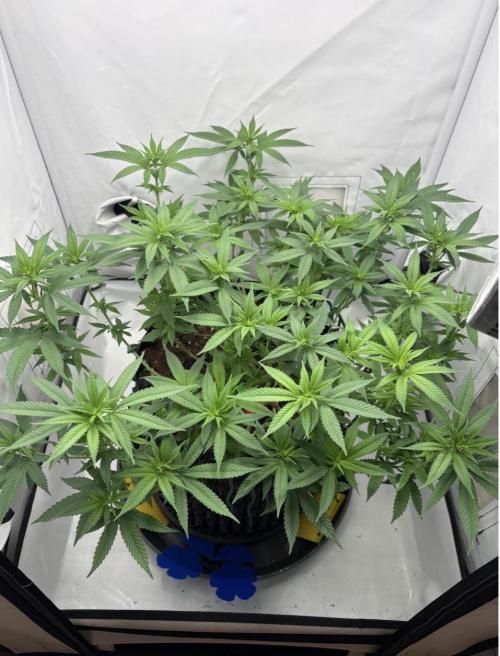 Biscotti Zkittlez - 00Seedbank. Week 11