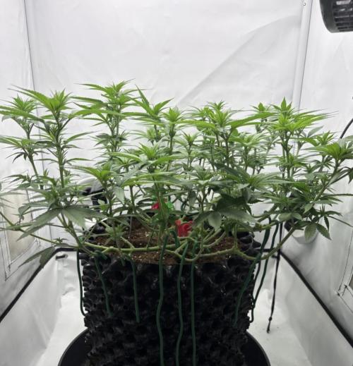 Biscotti Zkittlez - 00Seedbank. Week 11