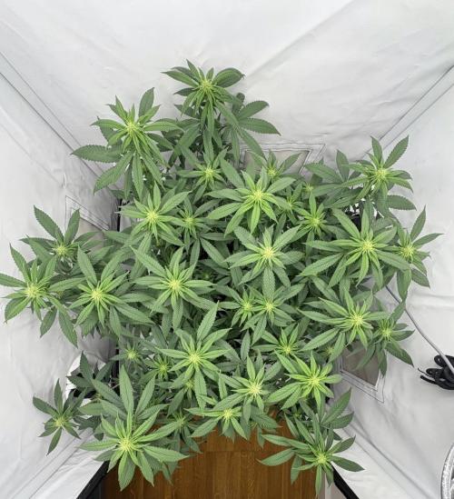Biscotti Zkittlez - 00Seedbank. Week 12