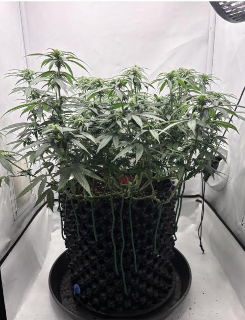 Biscotti Zkittlez - 00Seedbank. Week 12