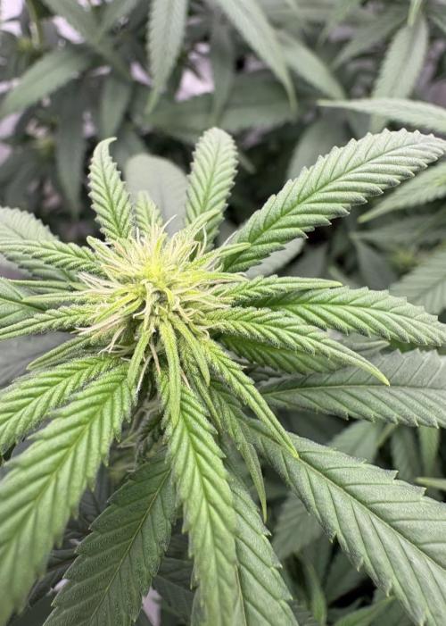 Biscotti Zkittlez - 00Seedbank. Week 12