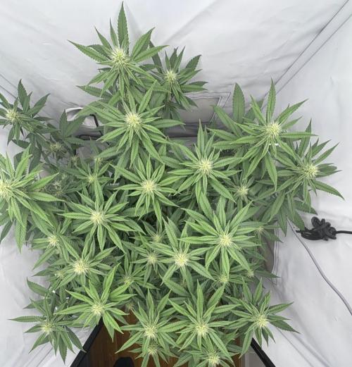 Biscotti Zkittlez - 00Seedbank. Week 13