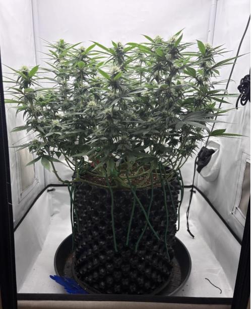 Biscotti Zkittlez - 00Seedbank. Week 13