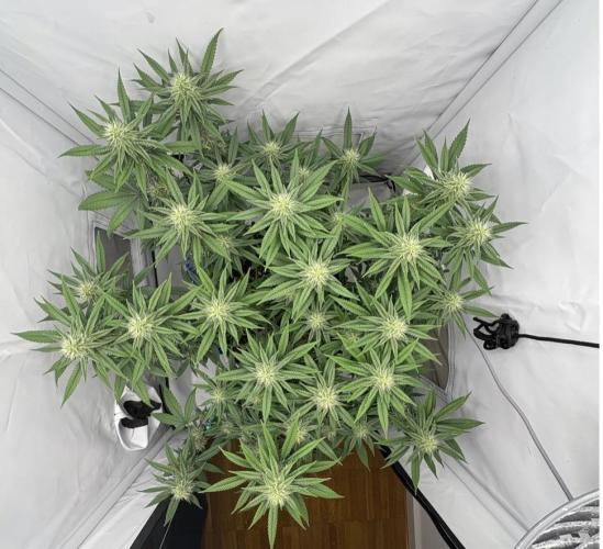 Biscotti Zkittlez - 00Seedbank. Week 14