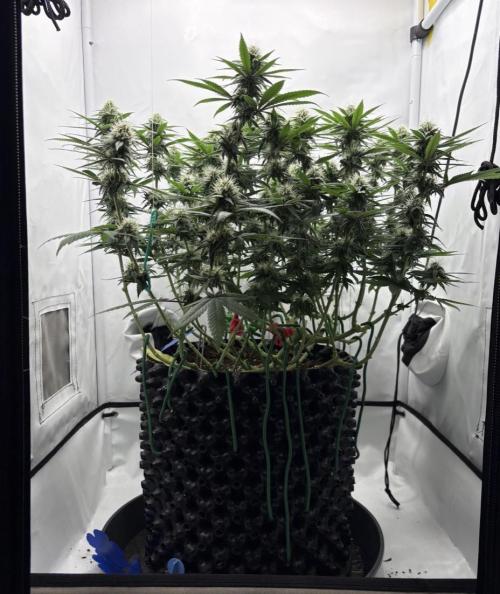 Biscotti Zkittlez - 00Seedbank. Week 14
