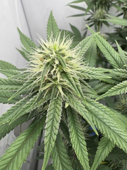 Biscotti Zkittlez - 00Seedbank. Week 14