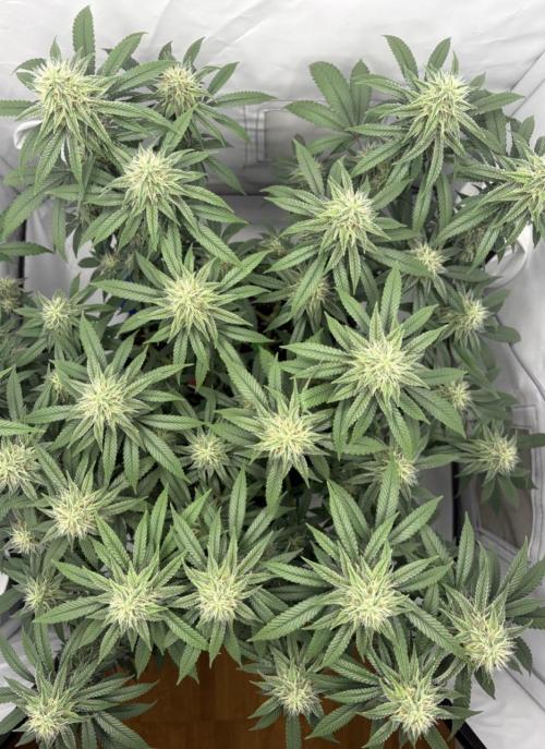 Biscotti Zkittlez - 00Seedbank. Week 15