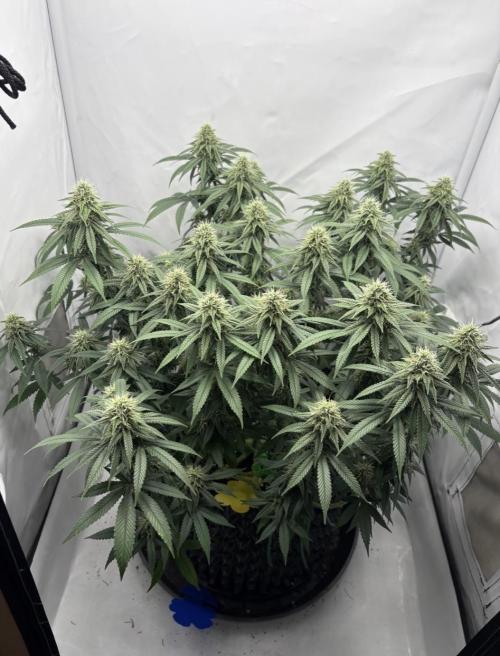 Biscotti Zkittlez - 00Seedbank. Week 15