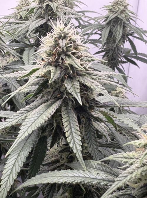 Biscotti Zkittlez - 00Seedbank. Week 15