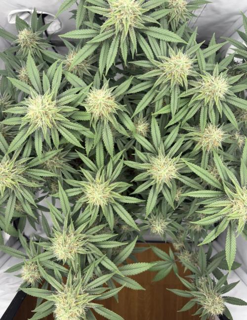Biscotti Zkittlez - 00Seedbank. Week 16