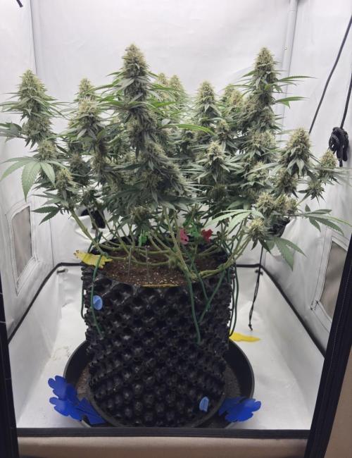 Biscotti Zkittlez - 00Seedbank. Week 16