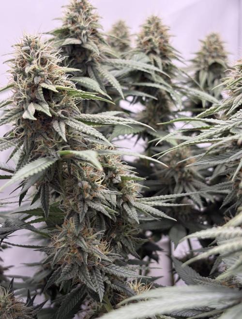 Biscotti Zkittlez - 00Seedbank. Week 16