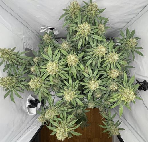 Biscotti Zkittlez - 00Seedbank. Week 17