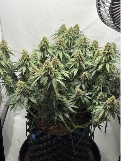 Biscotti Zkittlez - 00Seedbank. Week 17