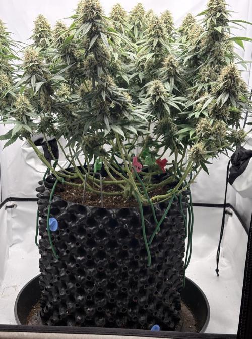 Biscotti Zkittlez - 00Seedbank. Week 17