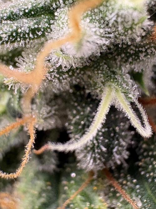 Biscotti Zkittlez - 00Seedbank. Week 17