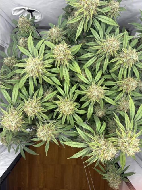 Biscotti Zkittlez - 00Seedbank. Week 18