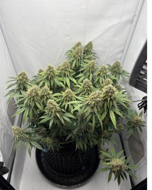 Biscotti Zkittlez - 00Seedbank. Week 18