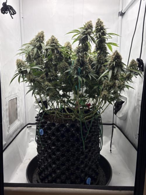 Biscotti Zkittlez - 00Seedbank. Week 18