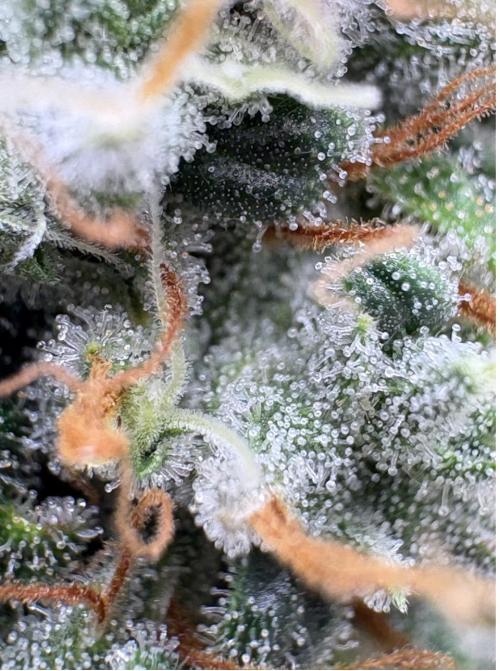 Biscotti Zkittlez - 00Seedbank. Week 18