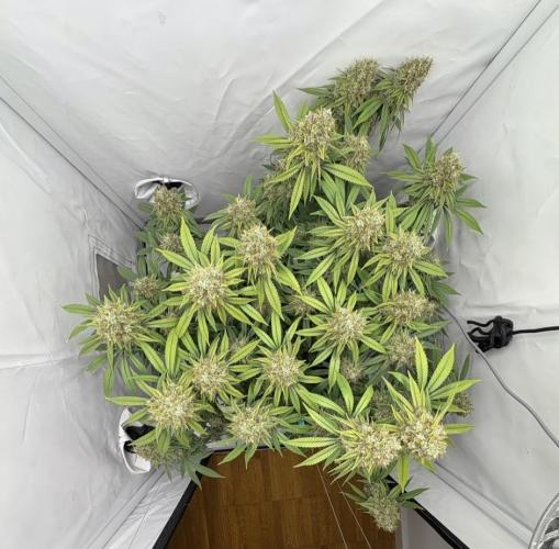 Biscotti Zkittlez - 00Seedbank. Week 19