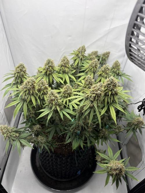 Biscotti Zkittlez - 00Seedbank. Week 19
