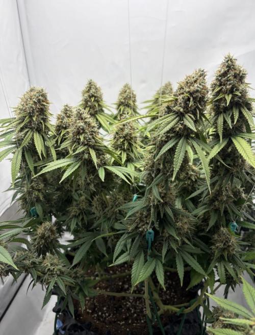 Biscotti Zkittlez - 00Seedbank. Week 19