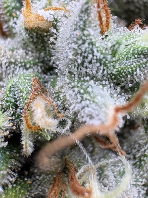 Biscotti Zkittlez - 00Seedbank. Week 19