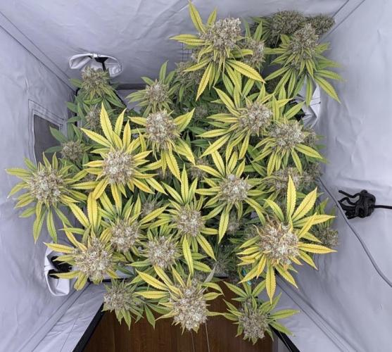 Biscotti Zkittlez - 00Seedbank. Week 20