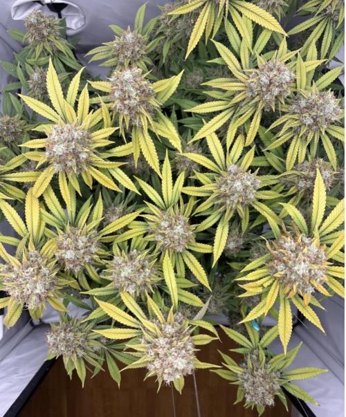 Biscotti Zkittlez - 00Seedbank. Week 20