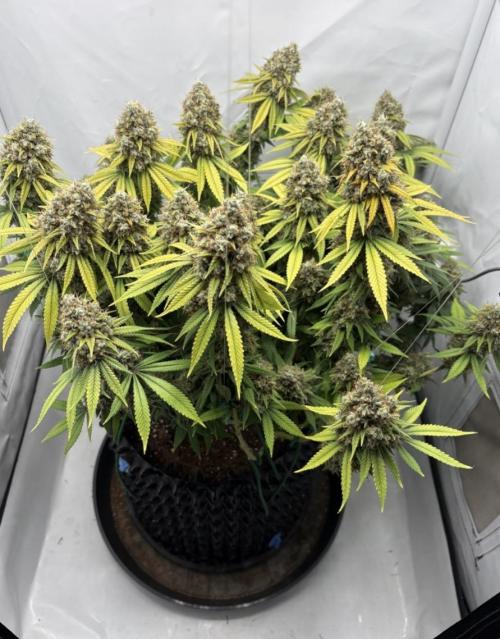 Biscotti Zkittlez - 00Seedbank. Week 20