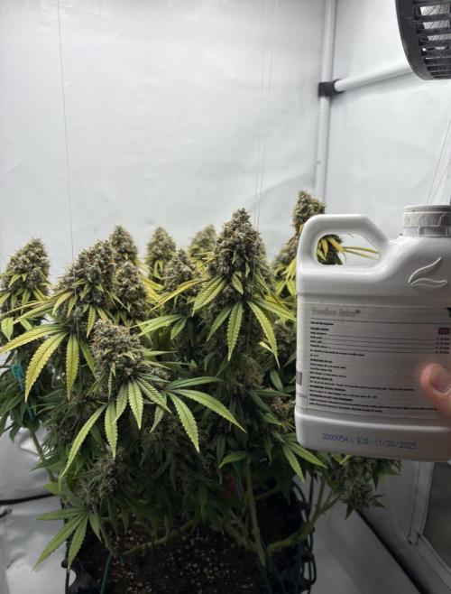 Biscotti Zkittlez - 00Seedbank. Week 20
