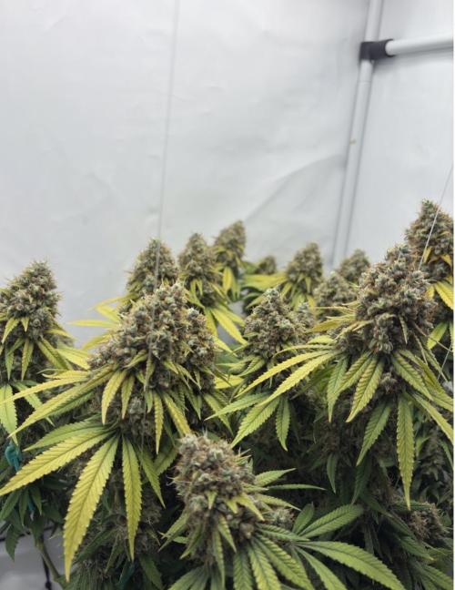 Biscotti Zkittlez - 00Seedbank. Week 20