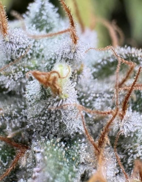 Biscotti Zkittlez - 00Seedbank. Week 20