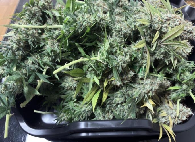 Biscotti Zkittlez - 00Seedbank. Week 20