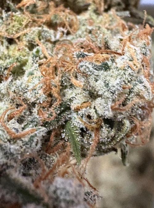 Biscotti Zkittlez - 00Seedbank. Week 20