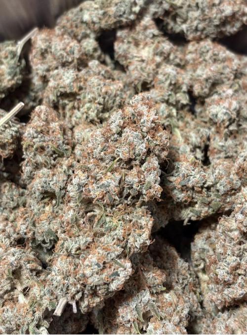 Biscotti Zkittlez - 00Seedbank. Week 20