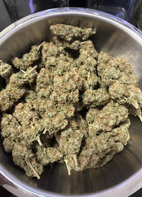 Biscotti Zkittlez - 00Seedbank. Week 20